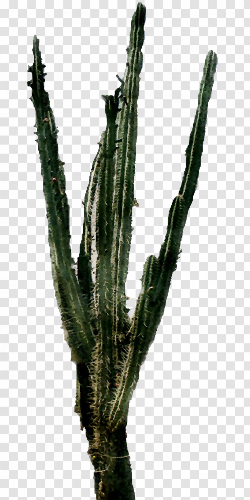 Triangle Cactus Echinocereus Plant Stem Plants Acanthocereus - Saguaro - Costa Rican Pitahaya Transparent PNG