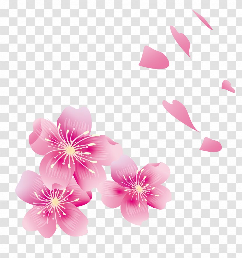 Cherry Blossom Petal - Floral Design - Petals Transparent PNG