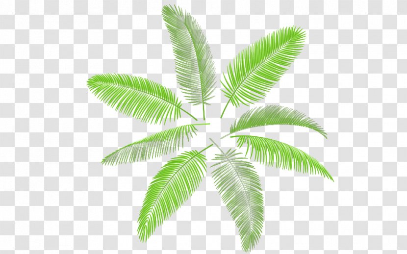 Leaf Arecaceae Palm Branch Illustration - Tree - Green Coconut Transparent PNG