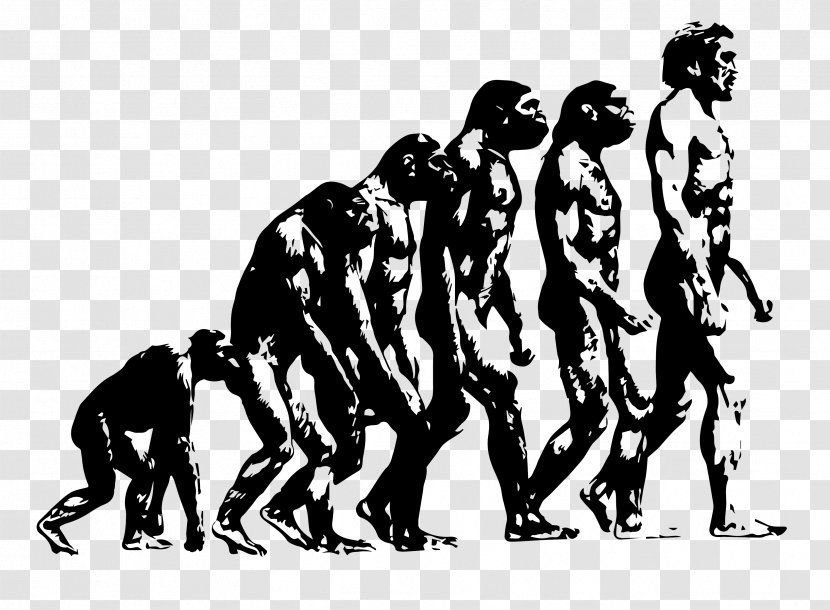 Ape Origin Of Modern Humans Human Evolution Introduction To - Tree - Chinese New Year 2019 Transparent PNG