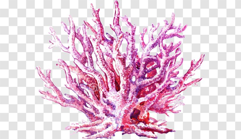 Coral Reef Jellyfish Watercolor Painting Stock Illustration - Marine Invertebrates Transparent PNG