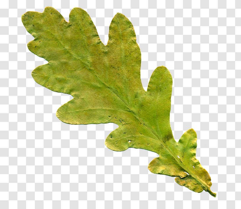 Oak Leaf Cluster English Tree Clip Art - Photography - Background Leaves Transparent PNG