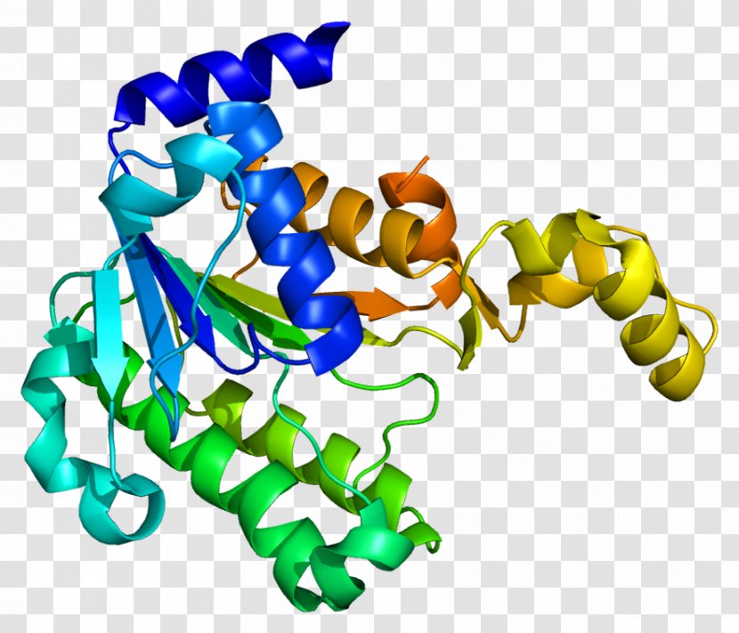 HTATIP2 Gene Protein Metastasis Suppressor Mannose Receptor - Cartoon - Frame Transparent PNG