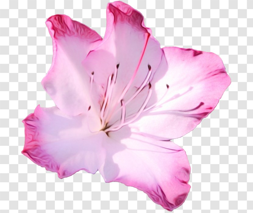 Petal Pink Flower Flowering Plant - Paint - Herbaceous Hibiscus Transparent PNG