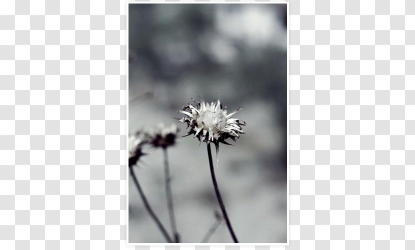 Desktop Wallpaper Flower White Computer Sky Plc - Frost Transparent PNG