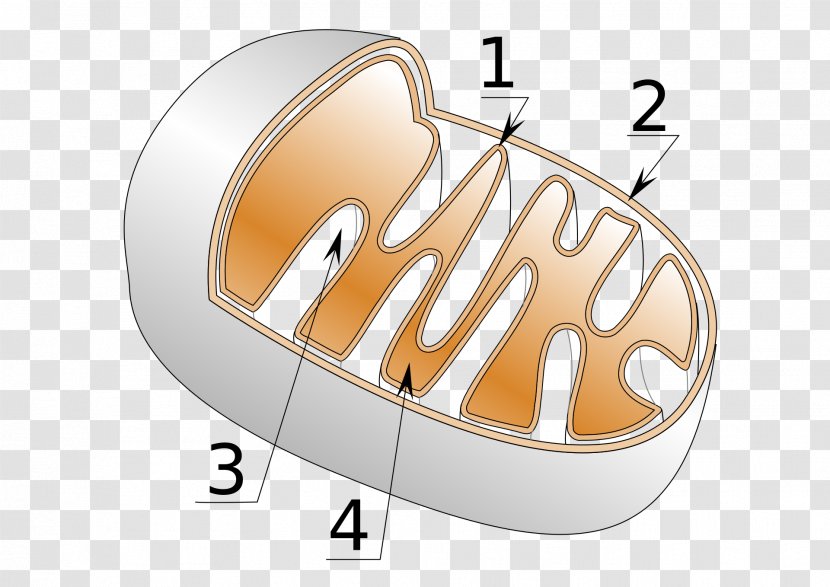 Cellular Respiration Mitochondrion Crista Adenosine Triphosphate - Cell - Giardia Transparent PNG