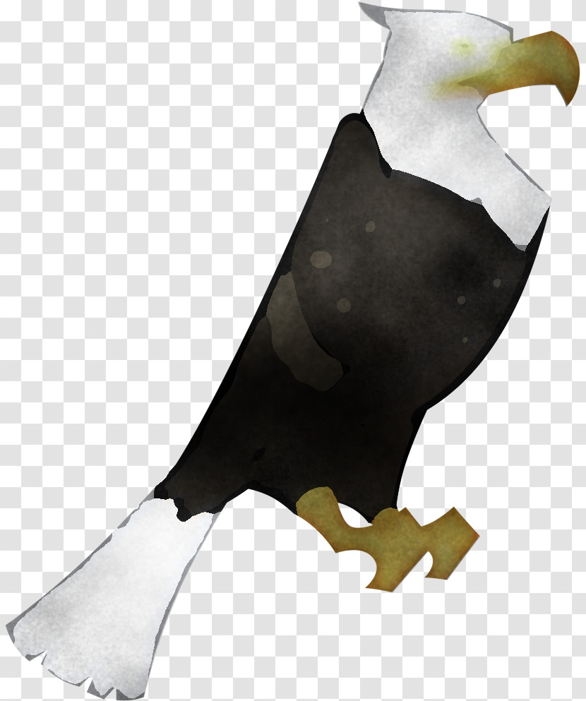 Eagle Bald Eagle Bird Bird Of Prey Beak Transparent PNG