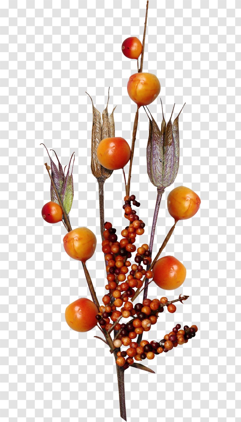 Fruit - Bellon Transparent PNG