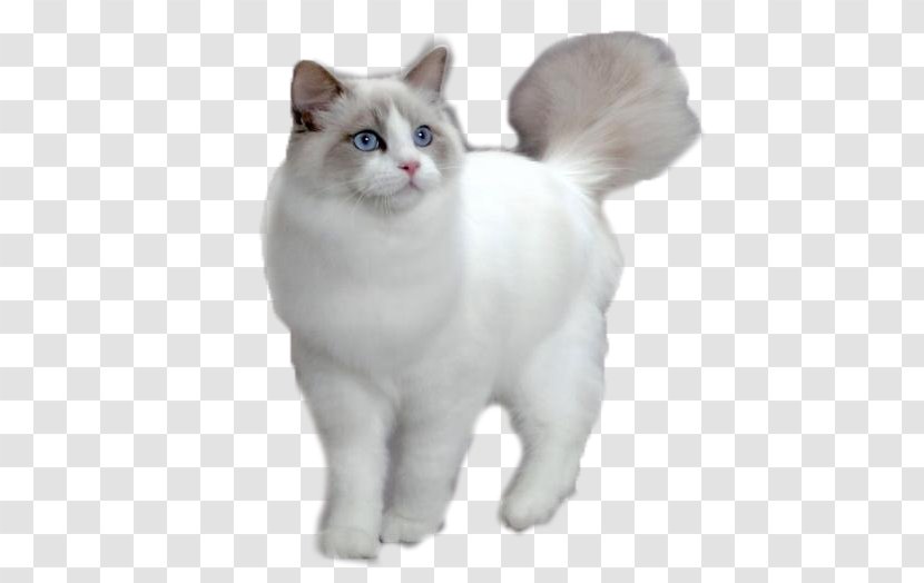 Ragdoll Persian Cat Maine Coon Kitten Balinese - Tail - There Are Exotic Transparent PNG