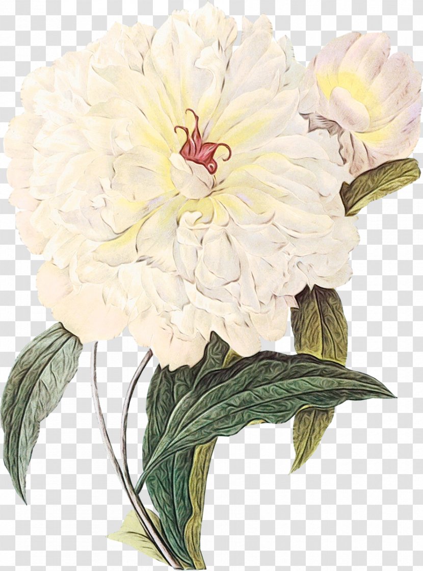 Flower Plant Cut Flowers Common Peony Petal - Chinese Transparent PNG