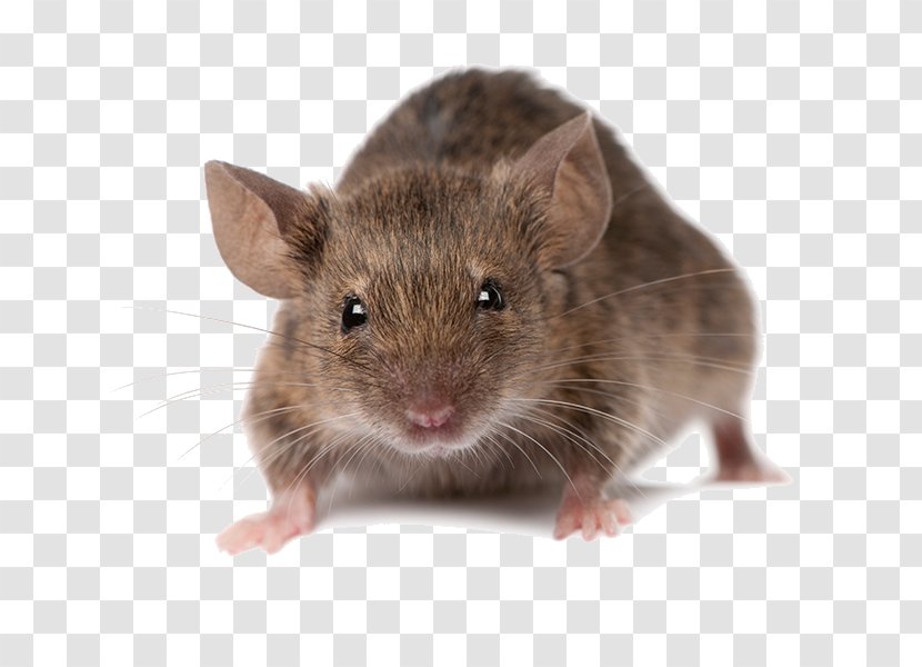 Mouse Rodent Brown Rat Rats And Mice Pest Control Transparent PNG