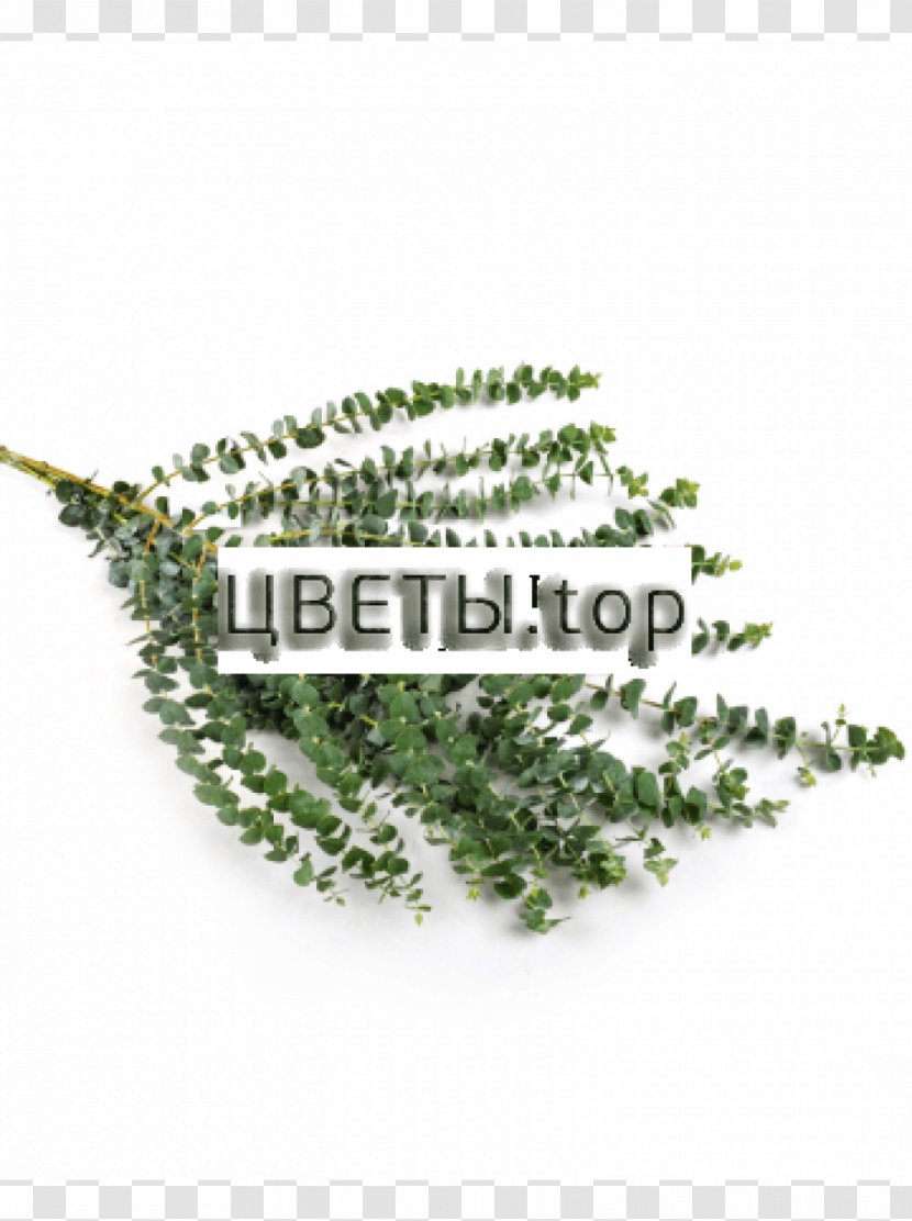 Flower Plant Stem Green Leaf - Asphodelaceae - Eucalyptus Leaves Transparent PNG