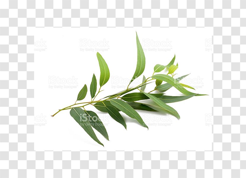 English Lavender Eucalyptus Radiata Globulus Smithii Oil - Plant Stem Transparent PNG
