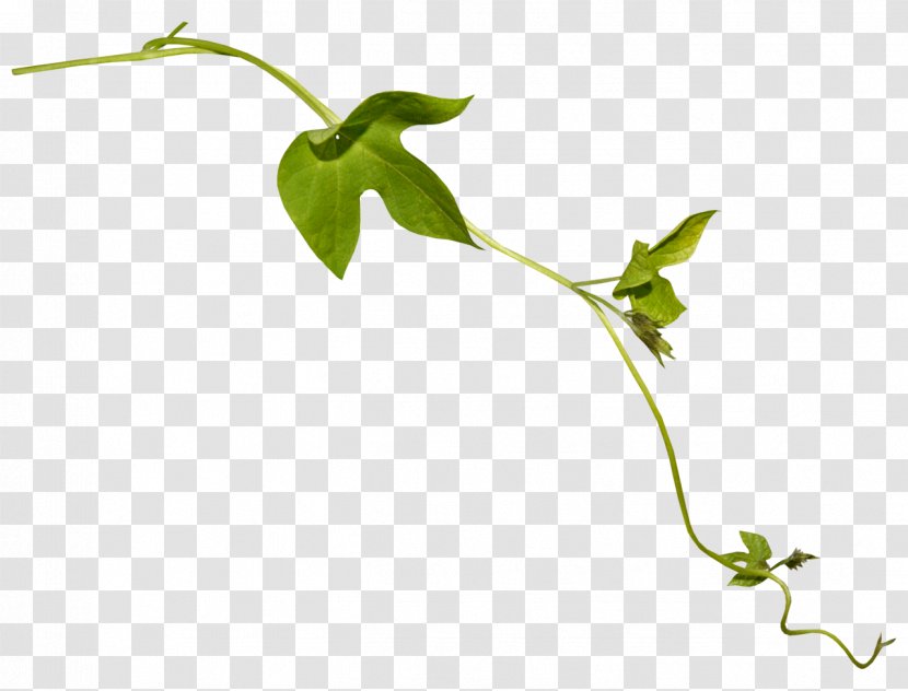 Leaf Plant Stem Flower - Falling Transparent PNG