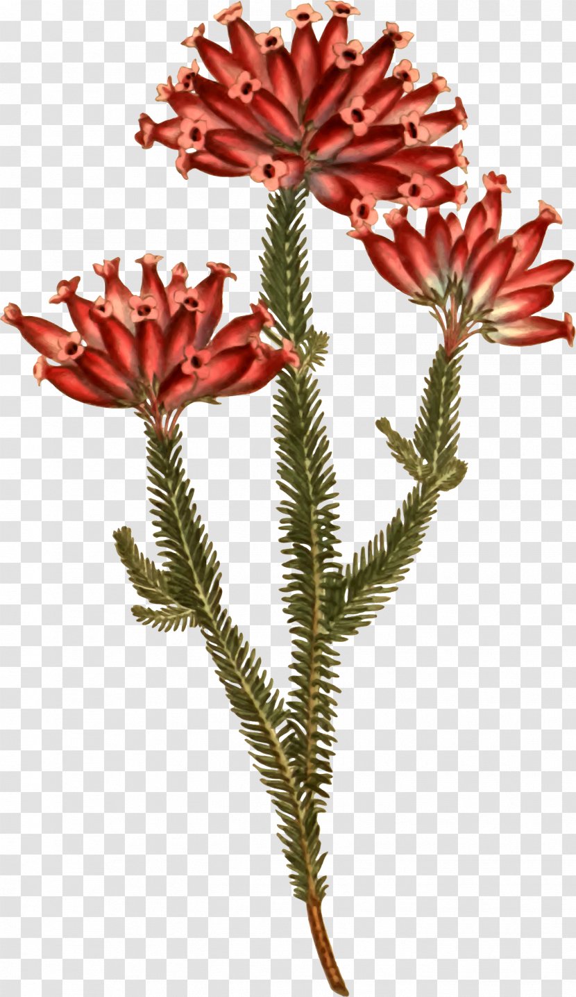 Banksia Plants: Text Openclipart Flowering Plant Clip Art - Heart - Flower Transparent PNG