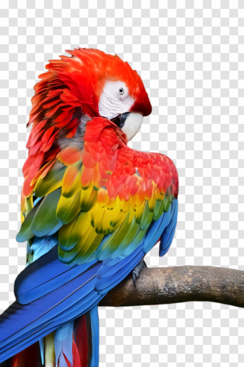 Colorful Background - Scarlet Macaw - Wing Budgie Transparent PNG
