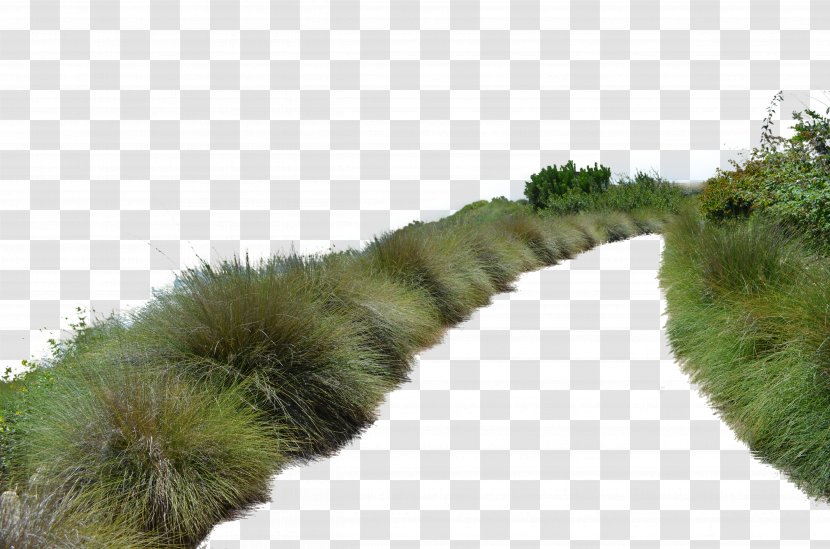 Landscape Architecture Populus Nigra Photomontage - Rendering - Grass Transparent PNG