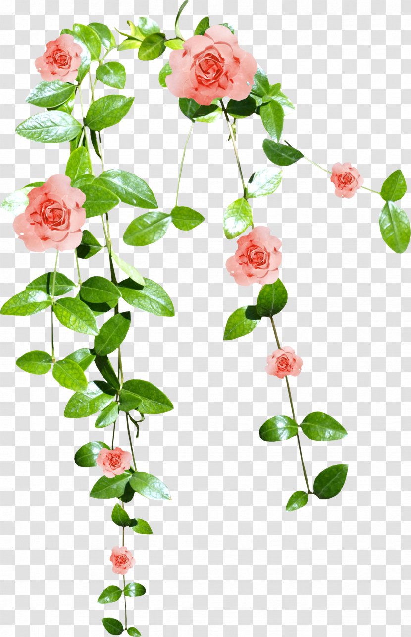 Pink Flowers Watercolor Painting Clip Art - Garden Roses - Flower Vine Transparent PNG