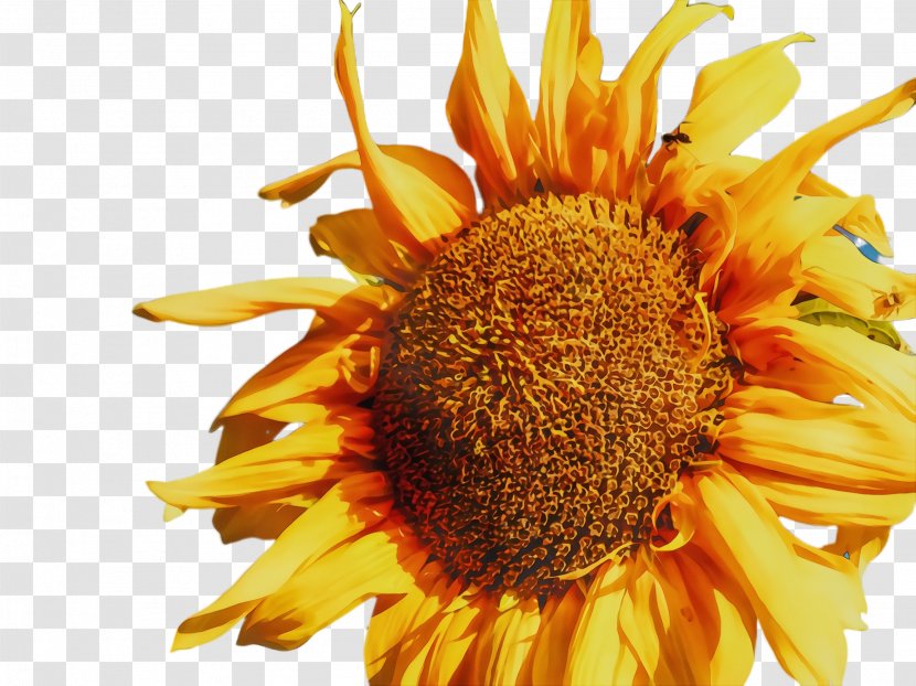 Sunflower Background - Cuisine - Daisy Family Wildflower Transparent PNG