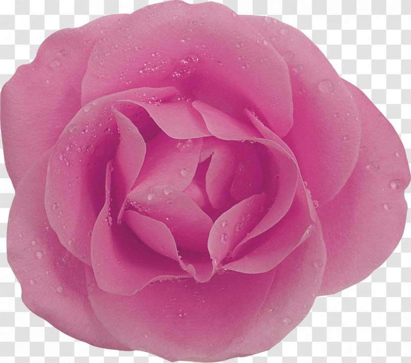 Rose Purple Painting - Lilac Transparent PNG