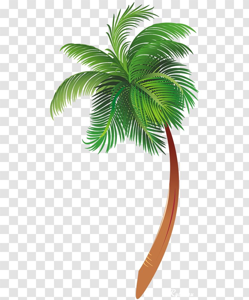 Arecaceae Tree Clip Art - Leaf Transparent PNG