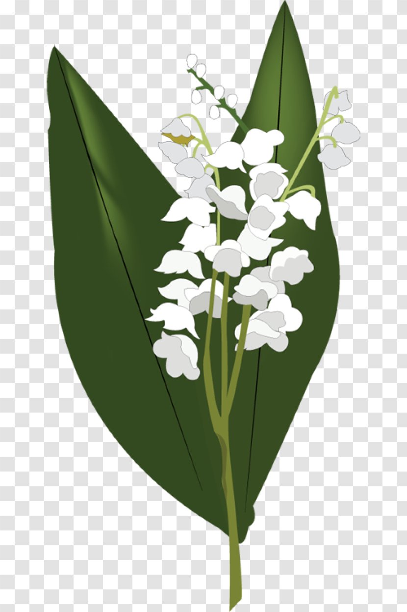 Lily Of The Valley Clip Art - HD Transparent PNG