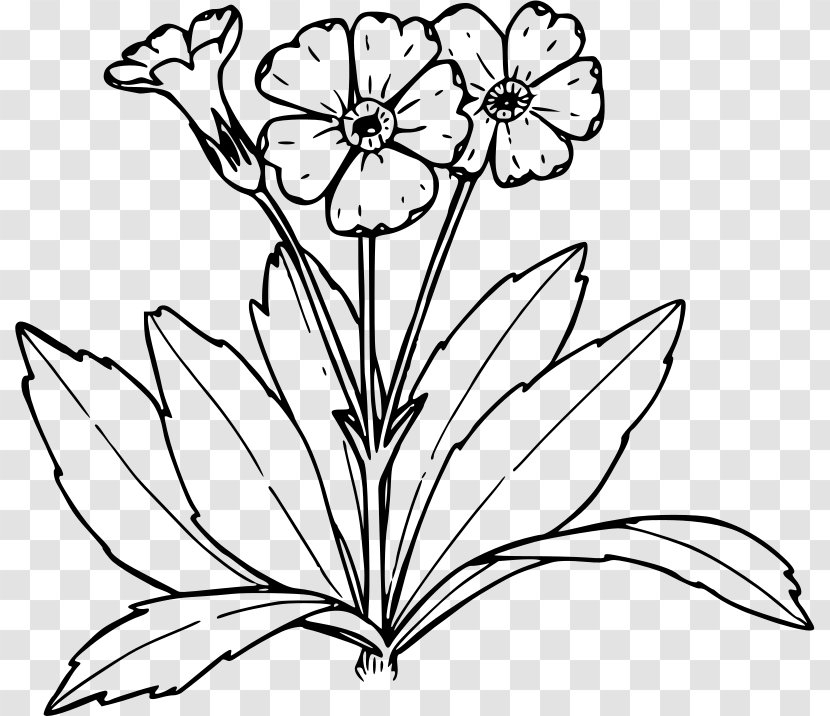 Primrose Coloring Book Drawing Tree - Floral Design - Line Of Flowers Transparent PNG