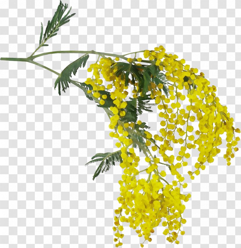 Mimosa - Branch - Goldenrod Transparent PNG