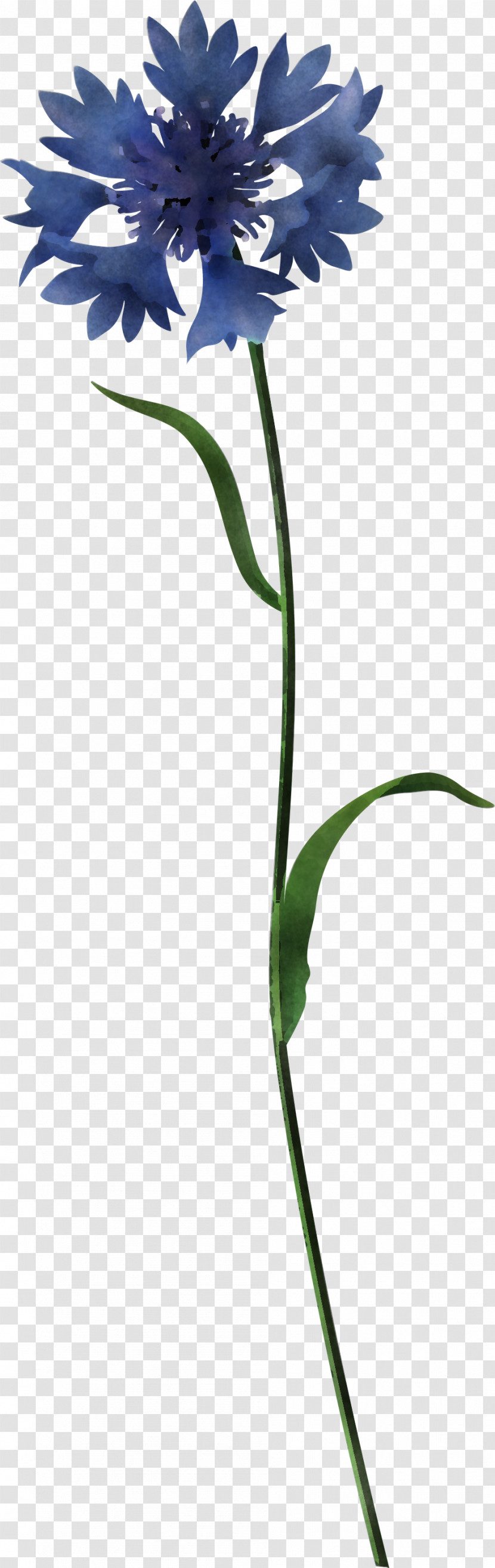 Flower Plant Plant Stem Leaf Grass Family Transparent PNG