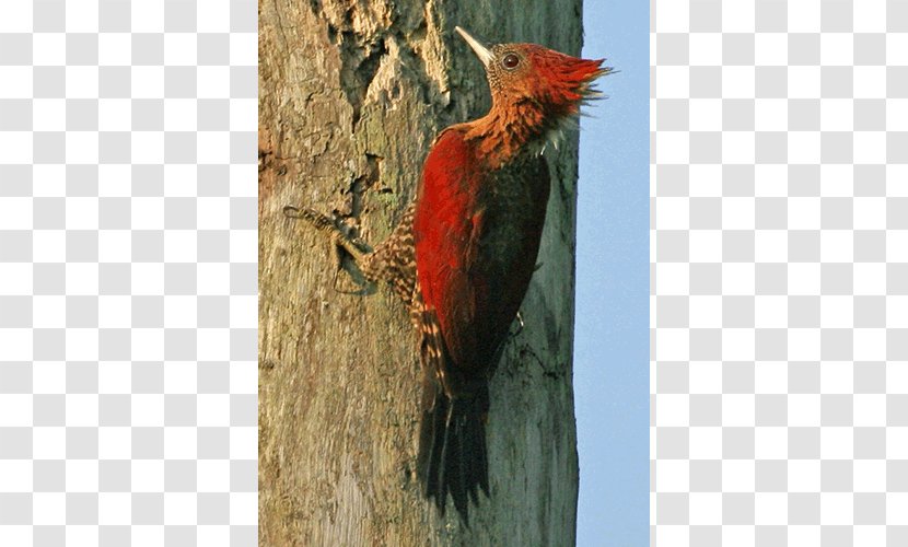 Woodpecker Fauna Beak Transparent PNG
