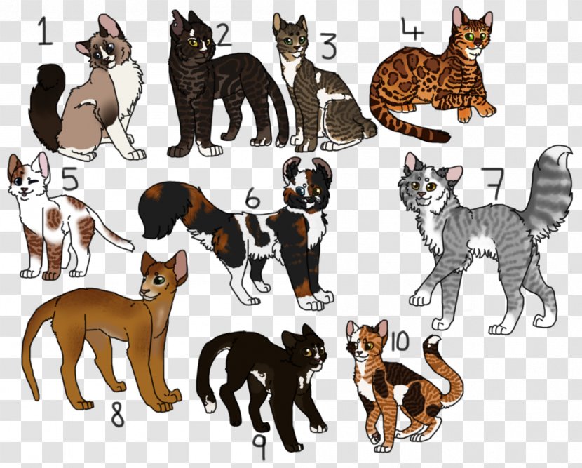 Cat Tiger Dog Breed Mammal - Carnivoran - American Curl Calico Transparent PNG