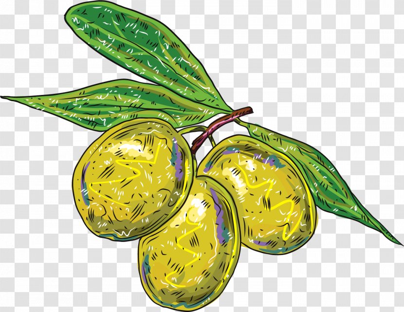 Olive Branch - Oil - Vector Painted Transparent PNG