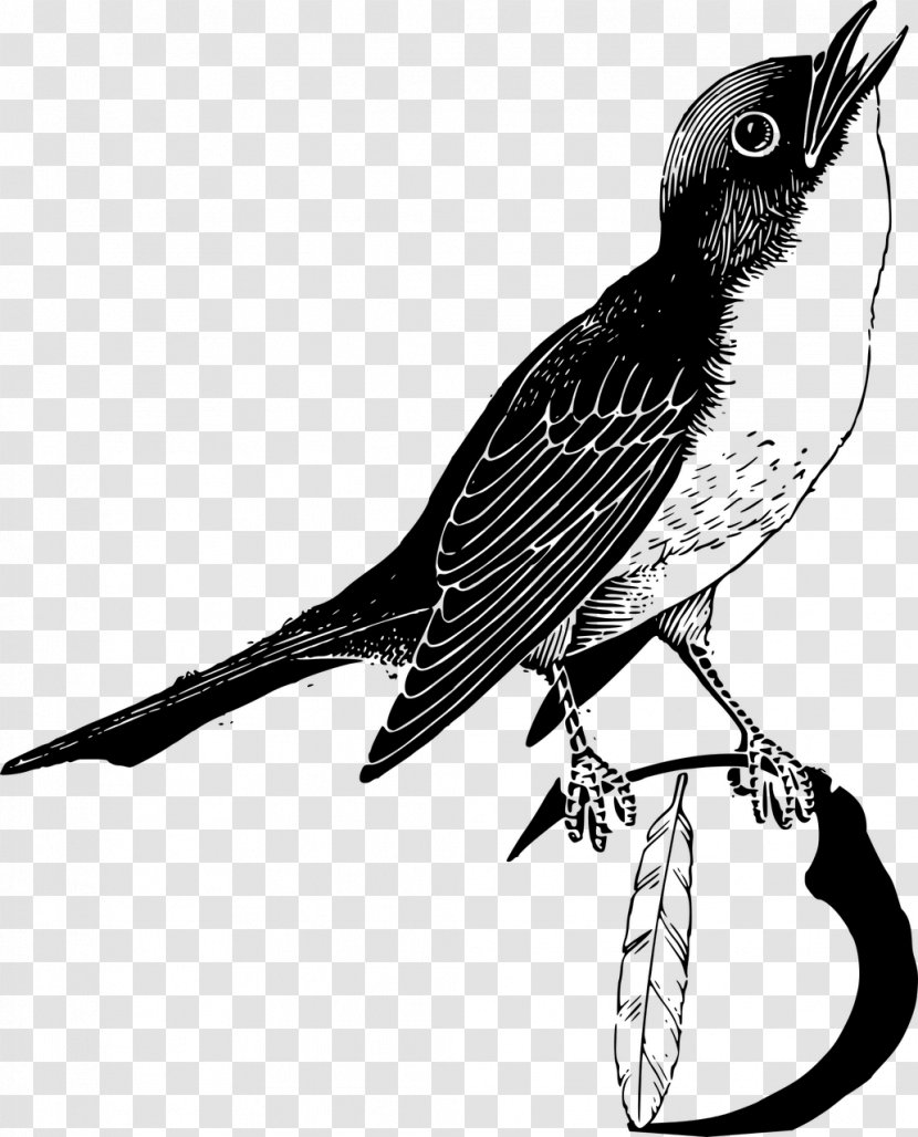 Bird Feather Parrot Clip Art Transparent PNG