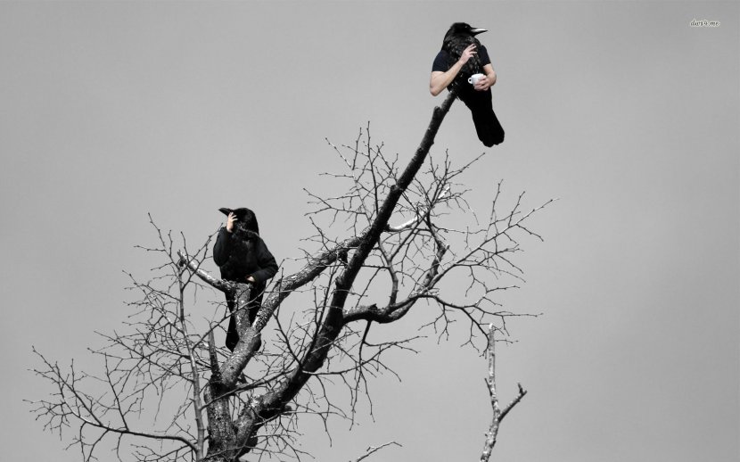 Common Raven Bird Tree Desktop Wallpaper - Crows - Crow Transparent PNG