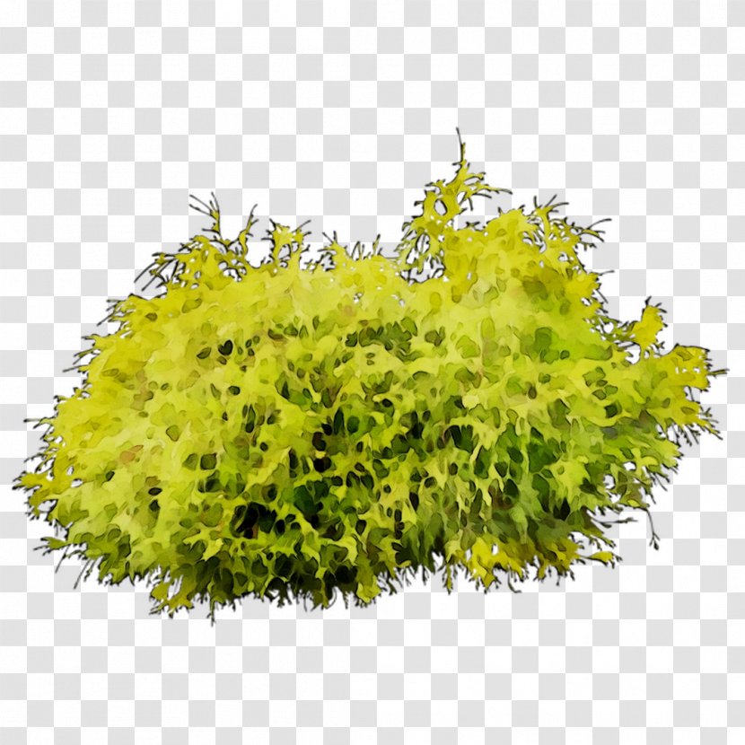 Tree Shrub - Goldmoss Stonecrop - Flower Transparent PNG