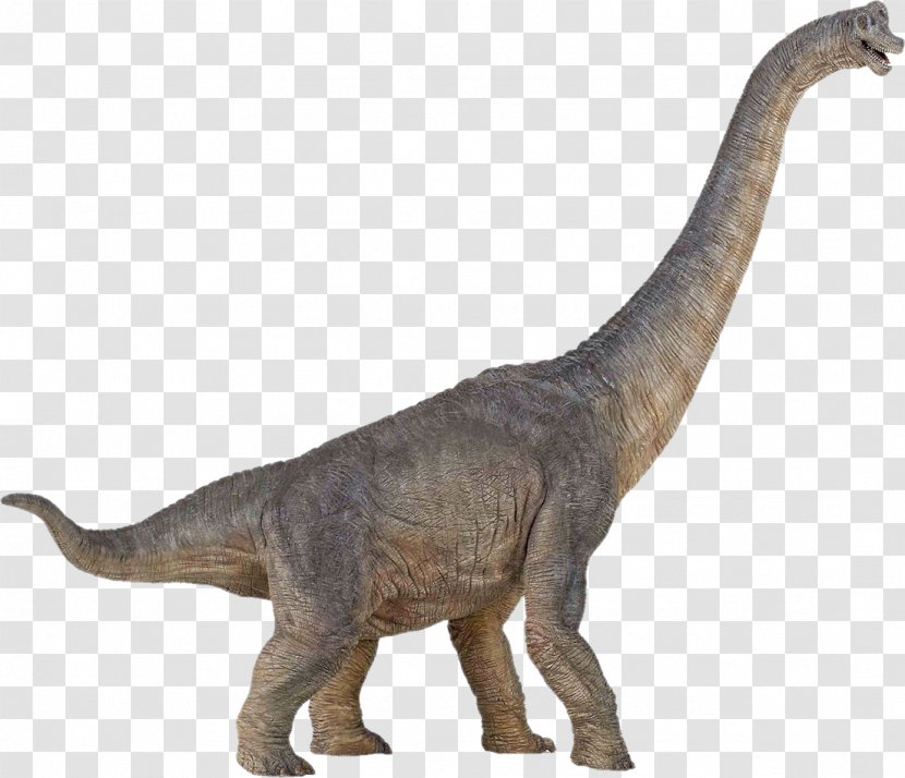 Brachiosaurus Dinosaur Size Stegosaurus Spinosaurus - Pachycephalosaurus Transparent PNG