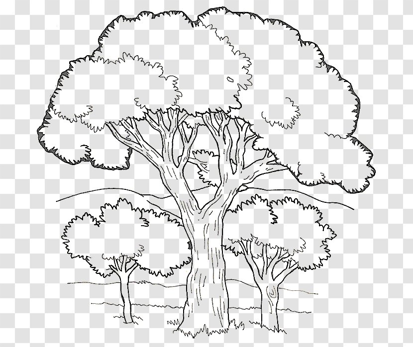 Coloring Book Colouring Pages Fruit Tree Child - Leaf Transparent PNG
