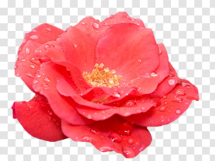 Garden Roses Crimean Rose Cabbage China Floribunda - Family - Flowering Plant Transparent PNG