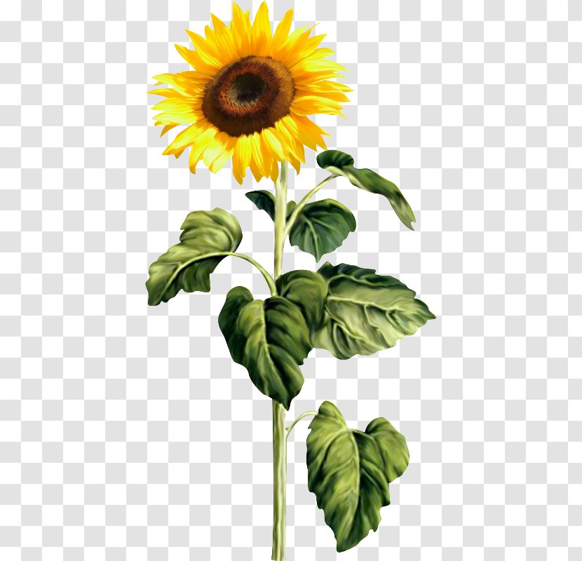 Common Sunflower Clip Art - Plant Stem - Girasoles Transparent PNG