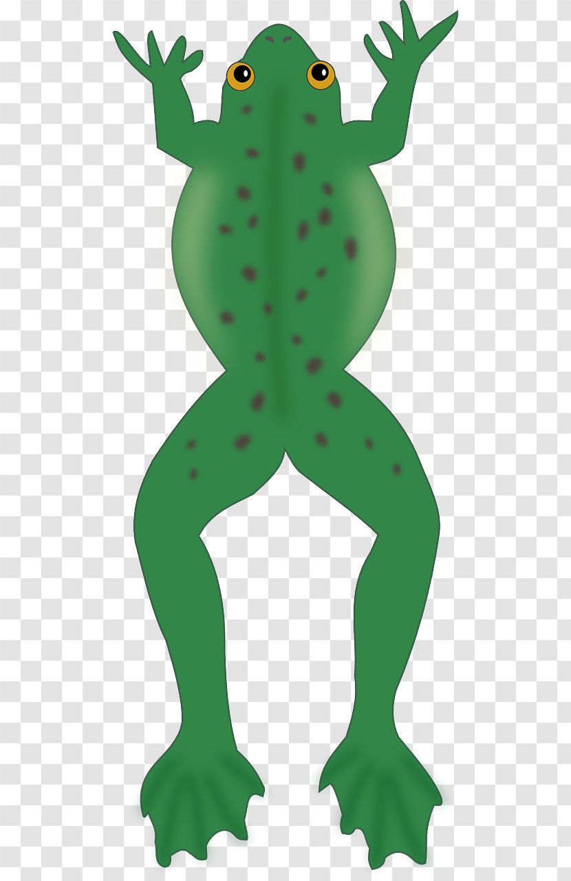 Frog Christian Clip Art Biology Clipart Amphibian - Ranidae Transparent PNG