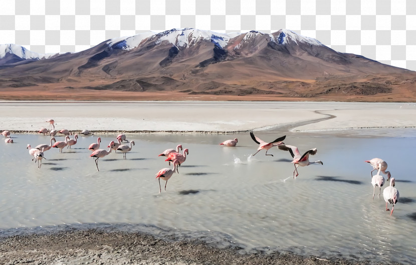 Ecoregion Loch Flamingo M Flamingo M Inlet Transparent PNG