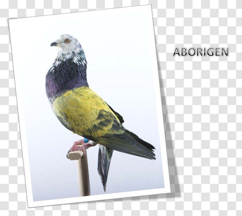 Columbidae Finches Beak Advertising Feather - Fauna Transparent PNG