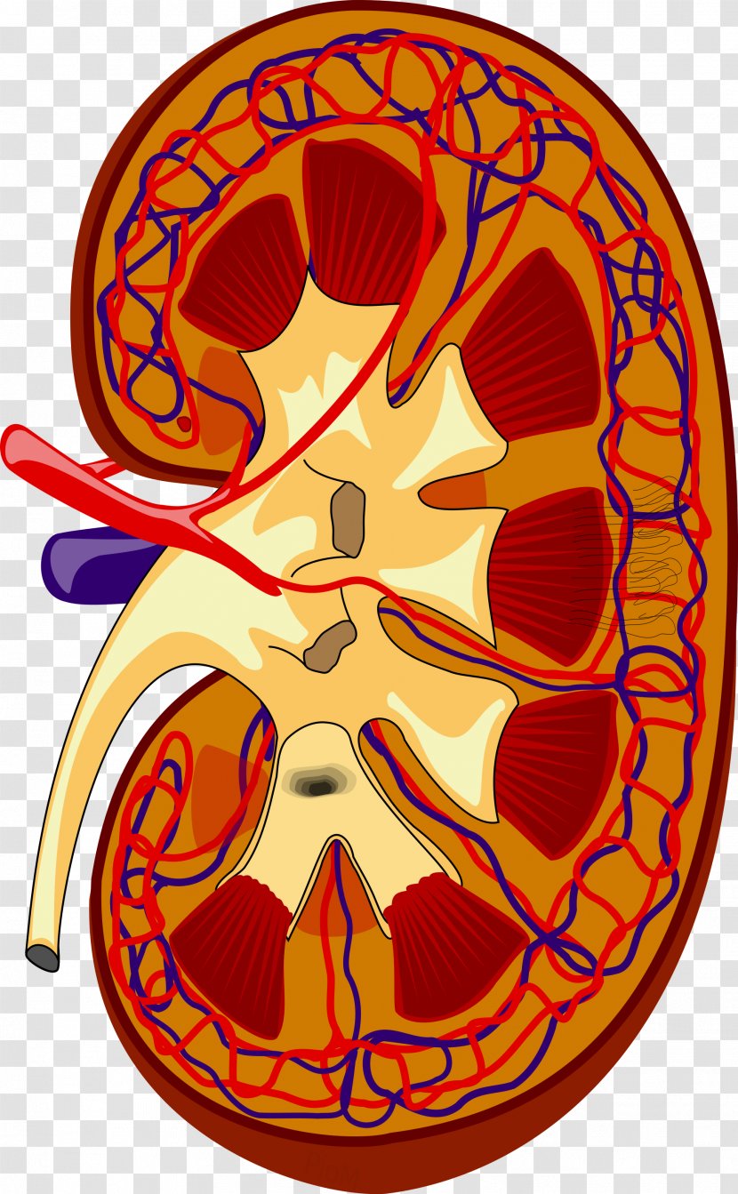 Kidney Excretory System Renal Medulla Pelvis Ureter - Flower Transparent PNG