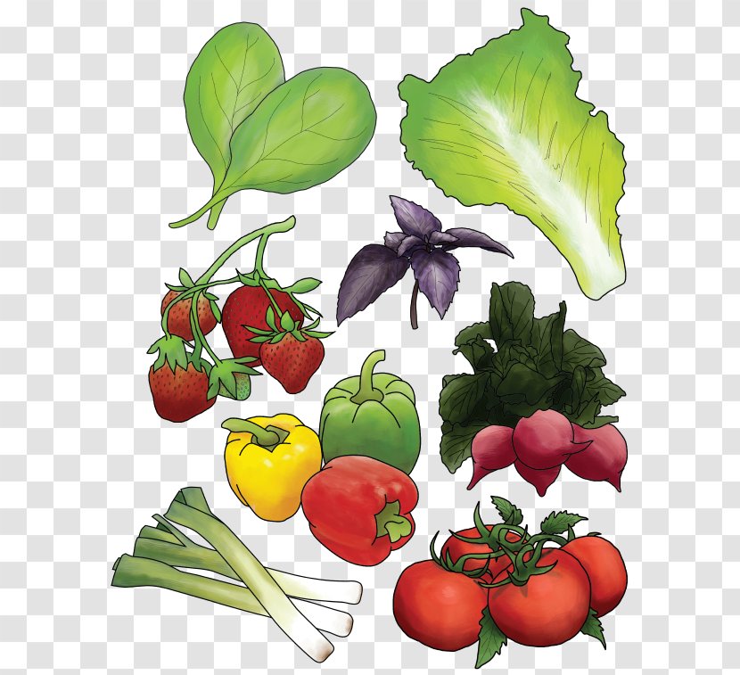 Organic Food Leaf Vegetable Farm - Local - Matcha Watercolor Transparent PNG