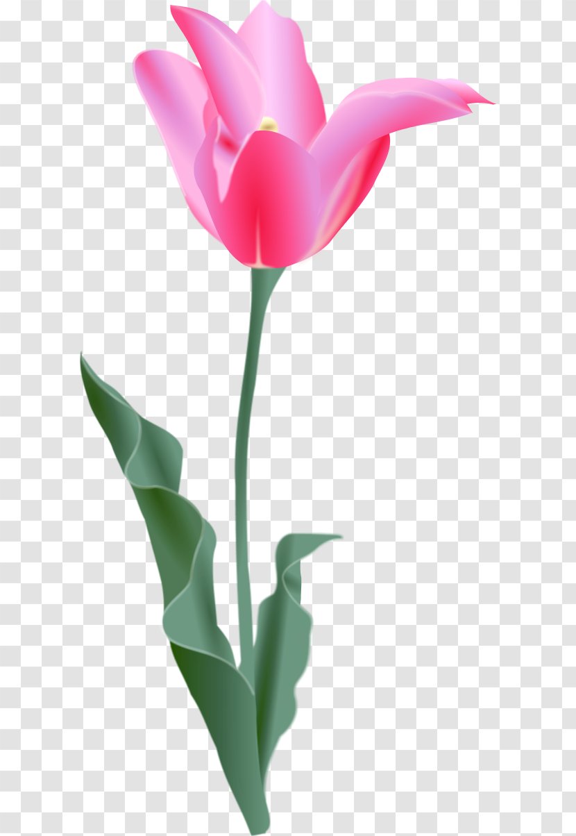 Tulip Free Content Flower Clip Art - Plant - Image Transparent PNG