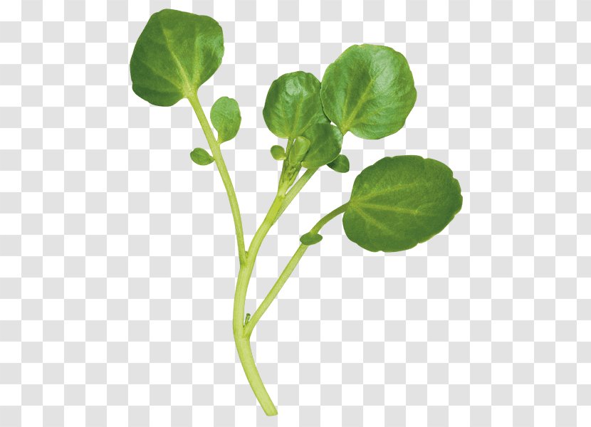 Spring Greens Watercress Leaf Vegetable Herb - Carbohydrate Transparent PNG
