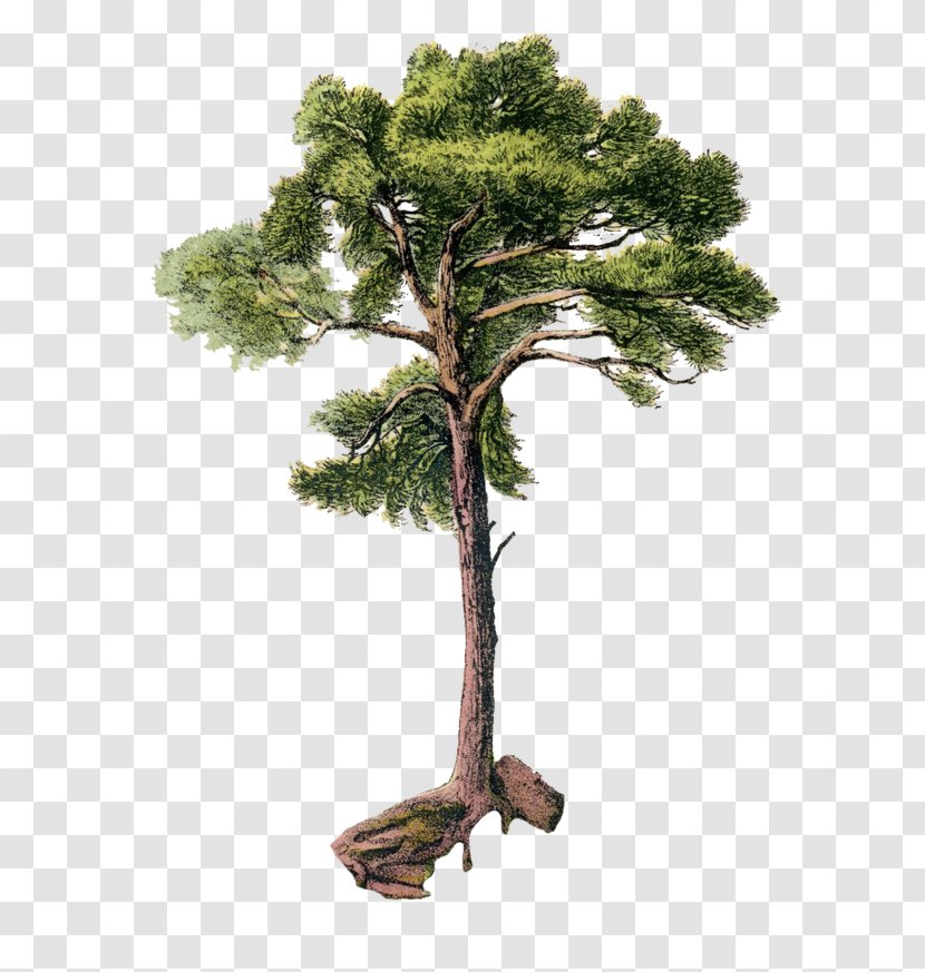 Tree Scots Pine Arecaceae Clip Art Transparent PNG