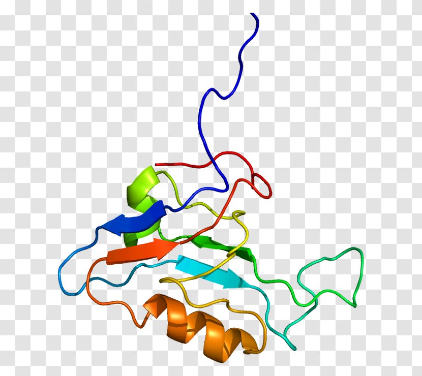 SCRIB Scaffold Protein Cell Polarity - Silhouette - Flower Transparent PNG