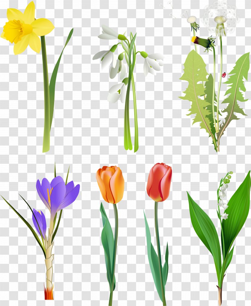 Flower Lilium Clip Art - Bud - Crocus Transparent PNG