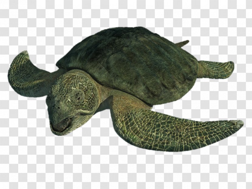 Protostega Turtle Archelon Late Cretaceous Psephoderma - Tortoise Transparent PNG